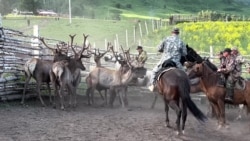 Бұғы мүйізін кесіп, қанын ішу. Дәлелсіз емге сұраныс жоғары