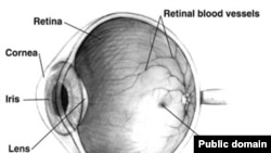 Глаз человека: retina – сетчатка, iris – радужка, cornea – роговица, lens – хрусталик.