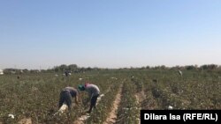 Өзбекстанның Әндіжан облысынан Қазақстанға өтіп мақта теріп жүрген терімшілер. Түркістан облысы, Жетісай ауданы. 2- қазан 2018 жыл