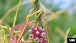 Повилика, оплетающая цветок. <a href = "http://en.wikipedia.org/wiki/Image:Cuscuta_europaea_2005.06.12_15.07.24.jpg" target=_blank>Wikipedia. GNU Free Documentation License.</a>