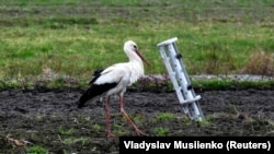 Аист рядом с частью реактивного снаряда залпового огня. Село Кухари Киевской области, 19 апреля 2022 года