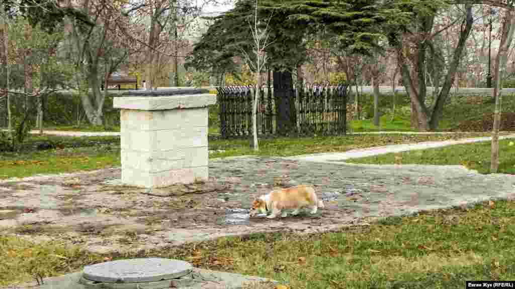 Домашняя собака пьет воду из лужицы &ndash; на днях в Севастополе прошли дожди