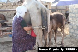 Бетін жел мен күннен бүркеп алған әйел мая сауып тұр. Жерде шөп болмаған соң сауын түйе де жөнді сүт бермейді дейді ол. Маңғыстау облысы Ақшымырау аулы, 14 шілде 2021 жыл.