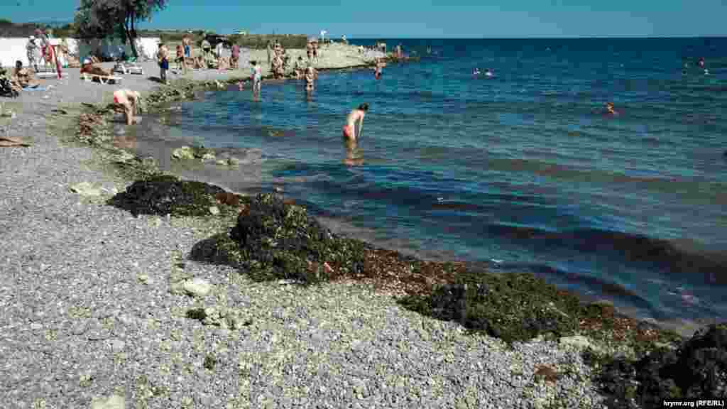 Берег пляжа засыпан водорослями